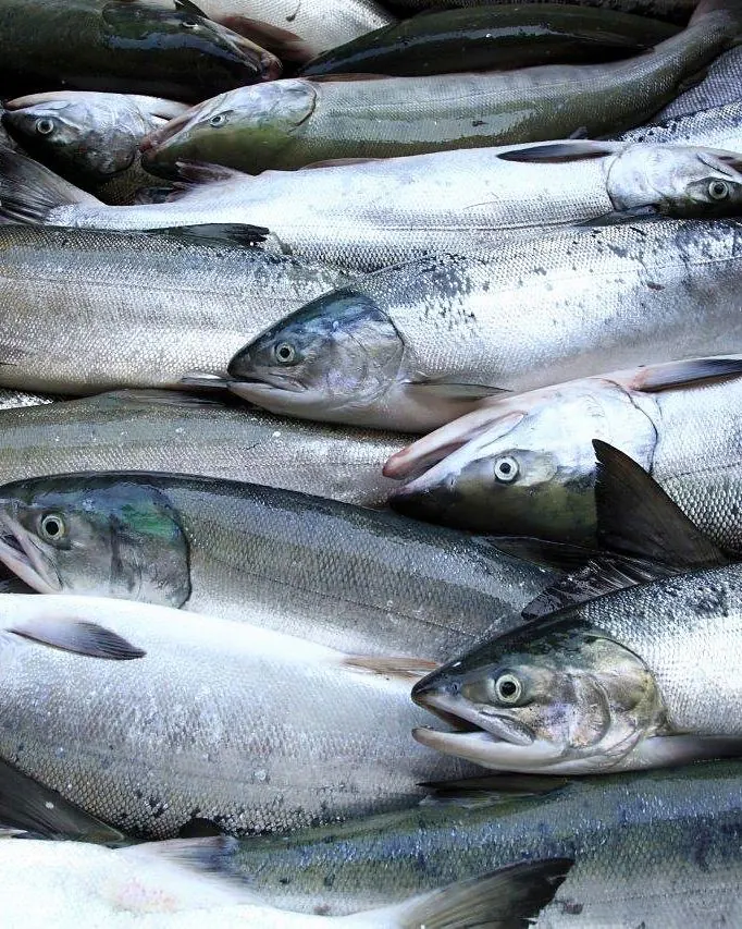 Whole fish, graded and iced